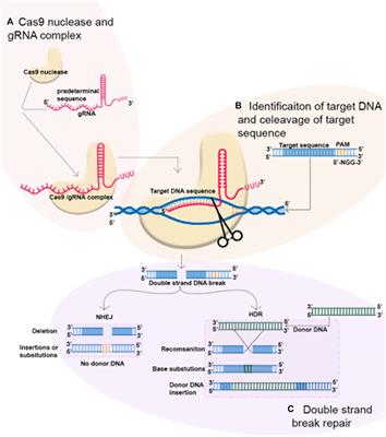 Gene-Editing Technologies and Applications in Legumes: Progress, Evolution, and Future Prospects